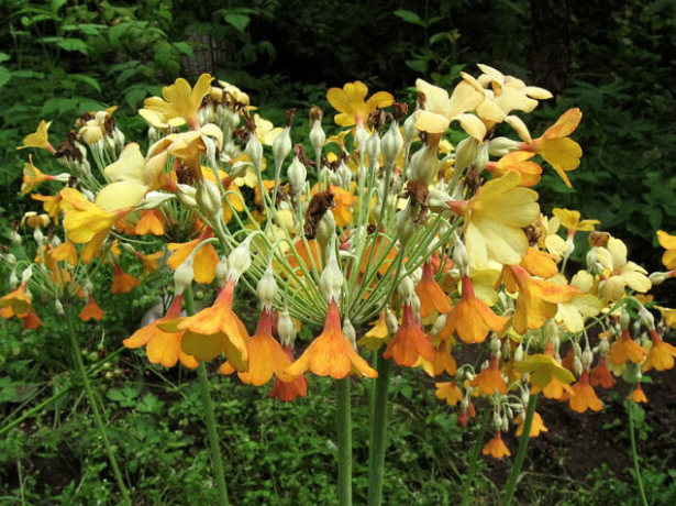 Florinda Primrose Keilour hybrids, Tiibeti priimula